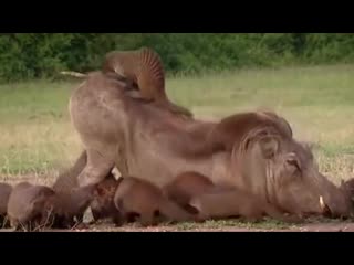 prank of the year: mongooses vs warthog crime drama animals super prank funny video rzhaka divorce horror shock humor 18