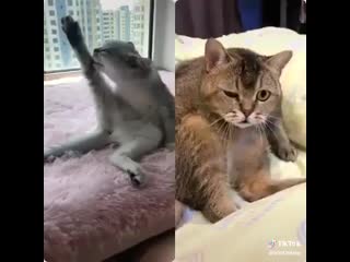 the cat is watching the cat. erotic sex. funny video the best joke of the year rzhaka to tears mega rzhach divorce jokes horror shock humor