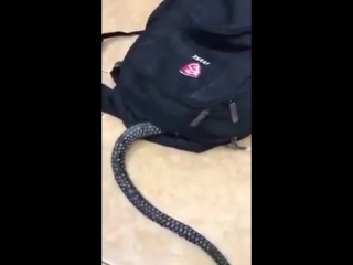 terrible, terrible video. the snake crawled into the backpack. teen do not watch. shock super funny video no sex no porn 18