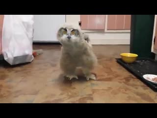 a very funny owl. cool video super humor animals. rzhak to tears. mega rzhach divorce jokes horror shock humor 18