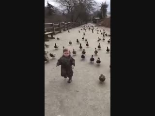 ducks attack the baby.