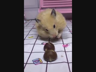 funny hamster.