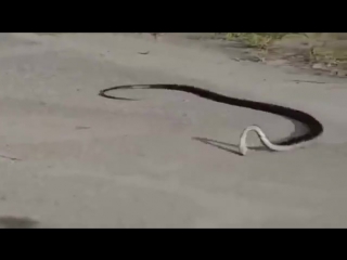 a snake dances a lezginka funny tin, humor, games, no porn, no sex, naked, rzhaka, watch to the end